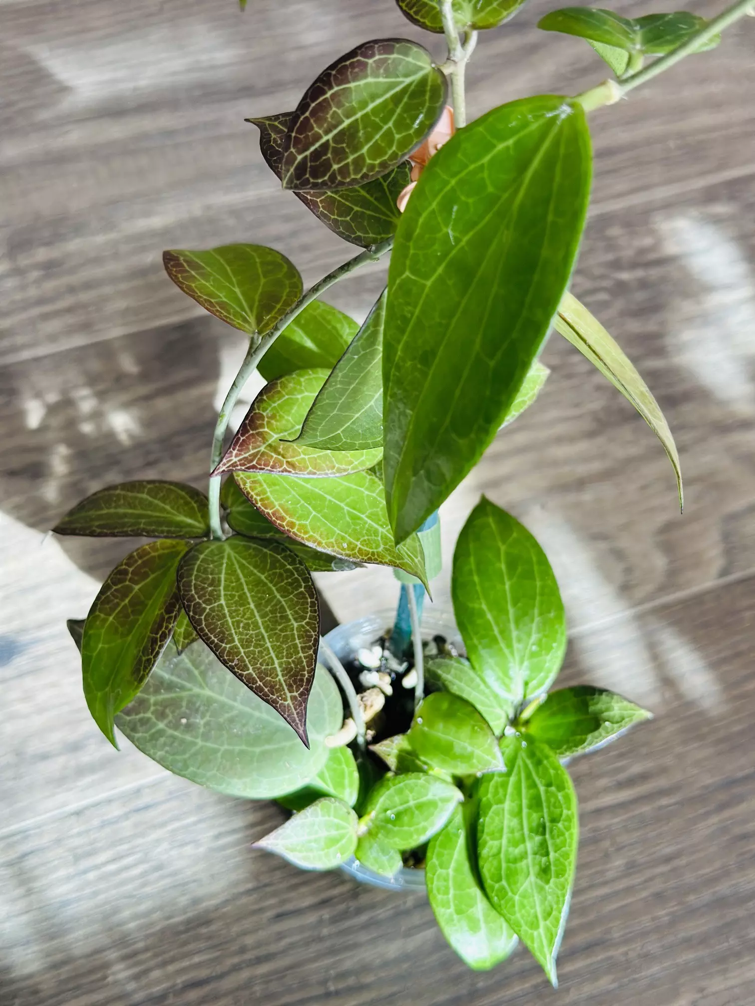 plant/Hoya Nicholsoniae “Coopers Creek”-1