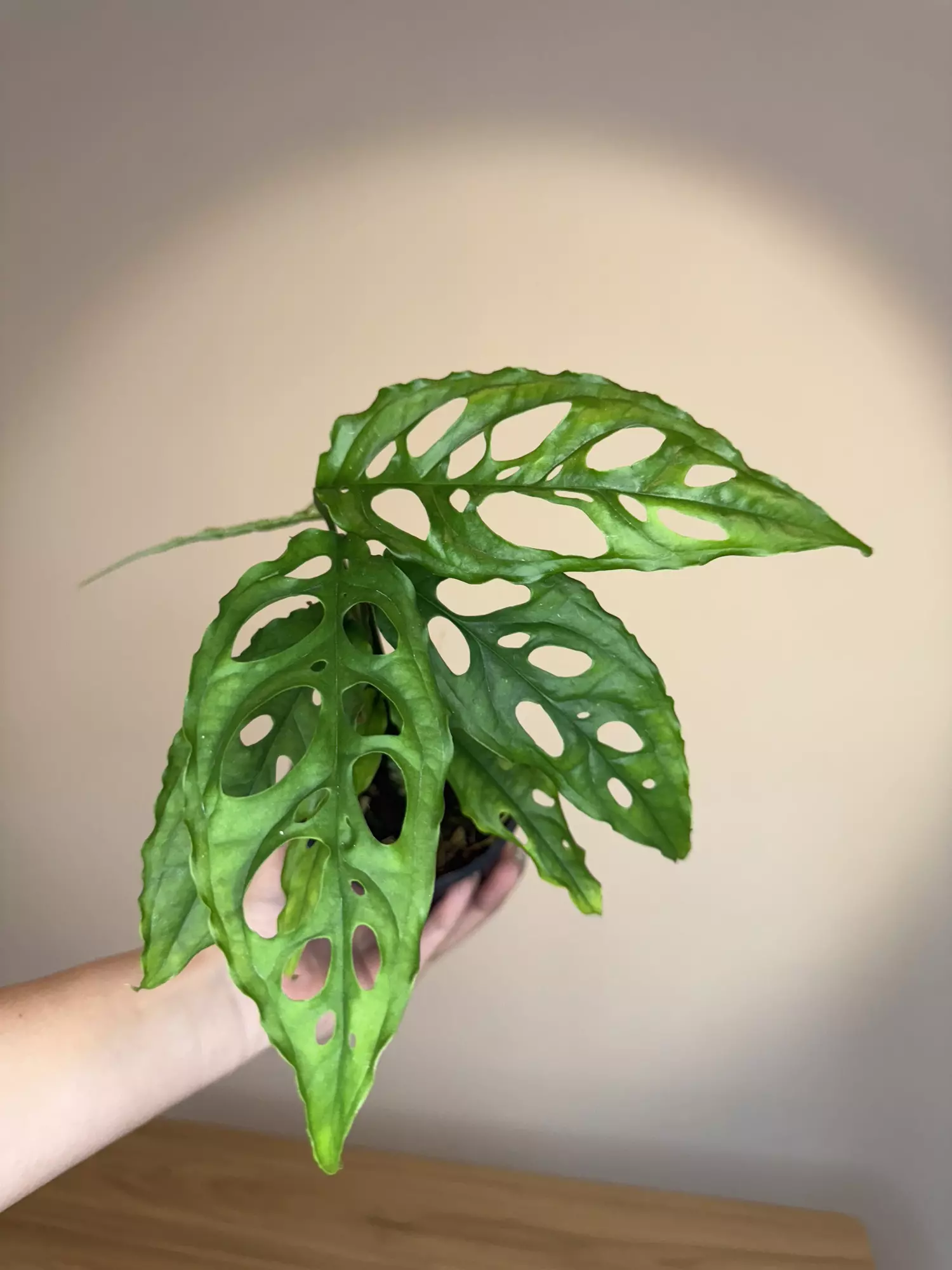 plant/Monstera obliqua Peru -0