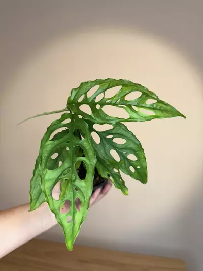 plant/Monstera obliqua Peru -0-thumbnail