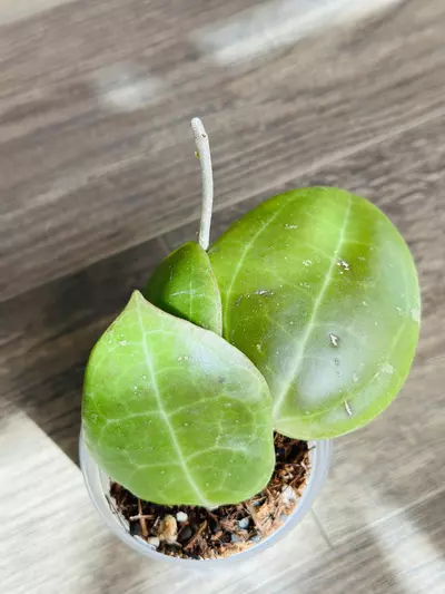 plant/Hoya Dolichosparte Red SP. Sulawesi-0-thumbnail