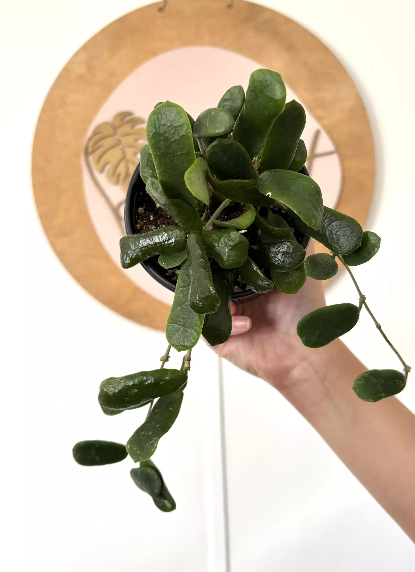 plant/#3051  Hoya rotundiflora -0