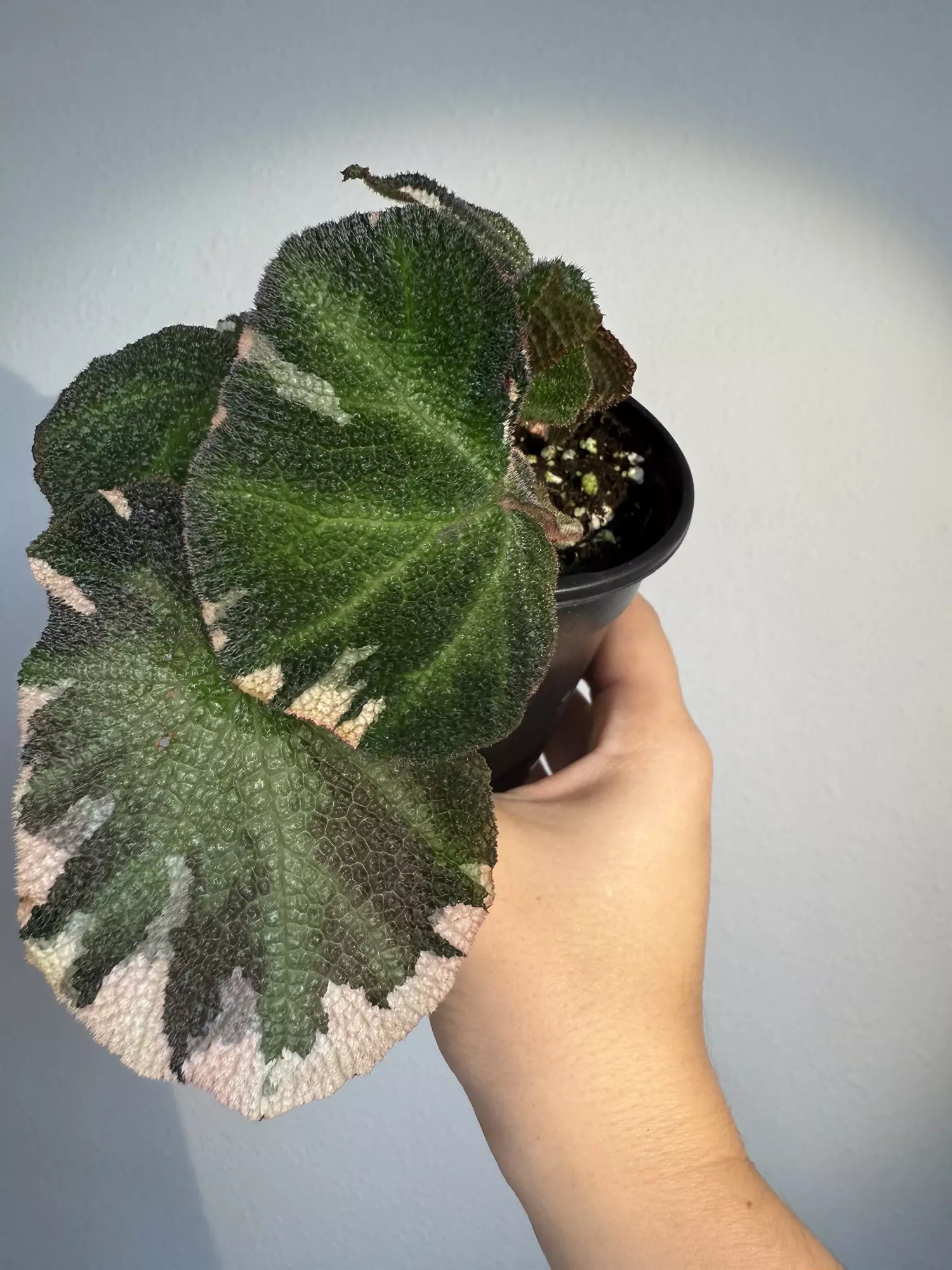 plant/Begonia soli mutata pink -0
