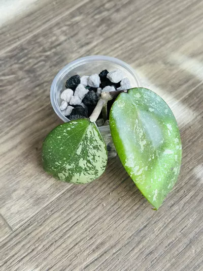 plant/Hoya Thien Phuc “Low Var”-0-thumbnail