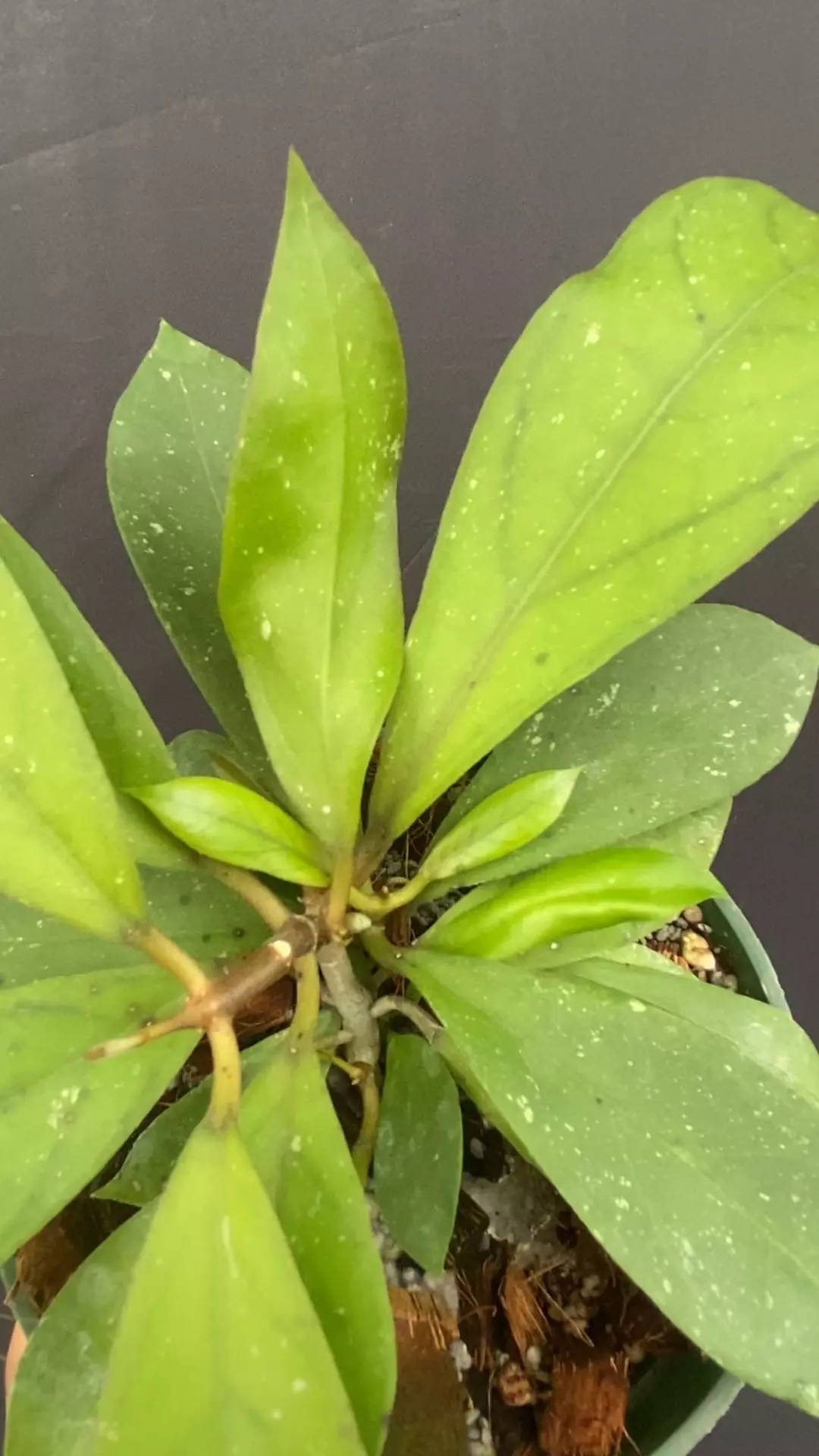 plant/Hoya callistophylla (small leaves) x unknown c (OP GN seedling)-0