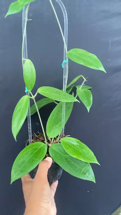 plant/Hoya sp. UT-039 EPC-707 Flores island-0-thumbnail