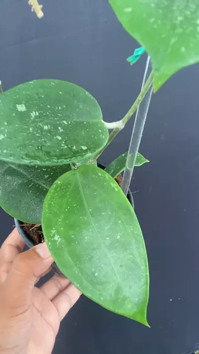 plant/Hoya verticillata Dai Tung (very easy and fragrant)-0-thumbnail