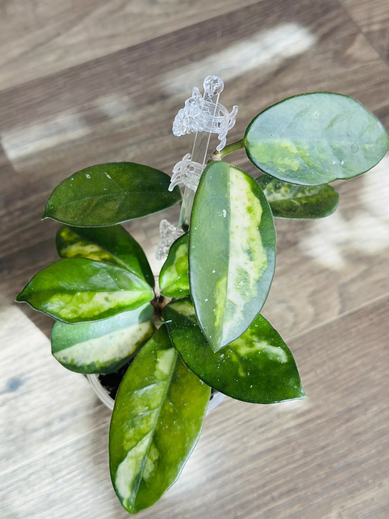 plant/Hoya Madara Green Edge (whole plant)-0