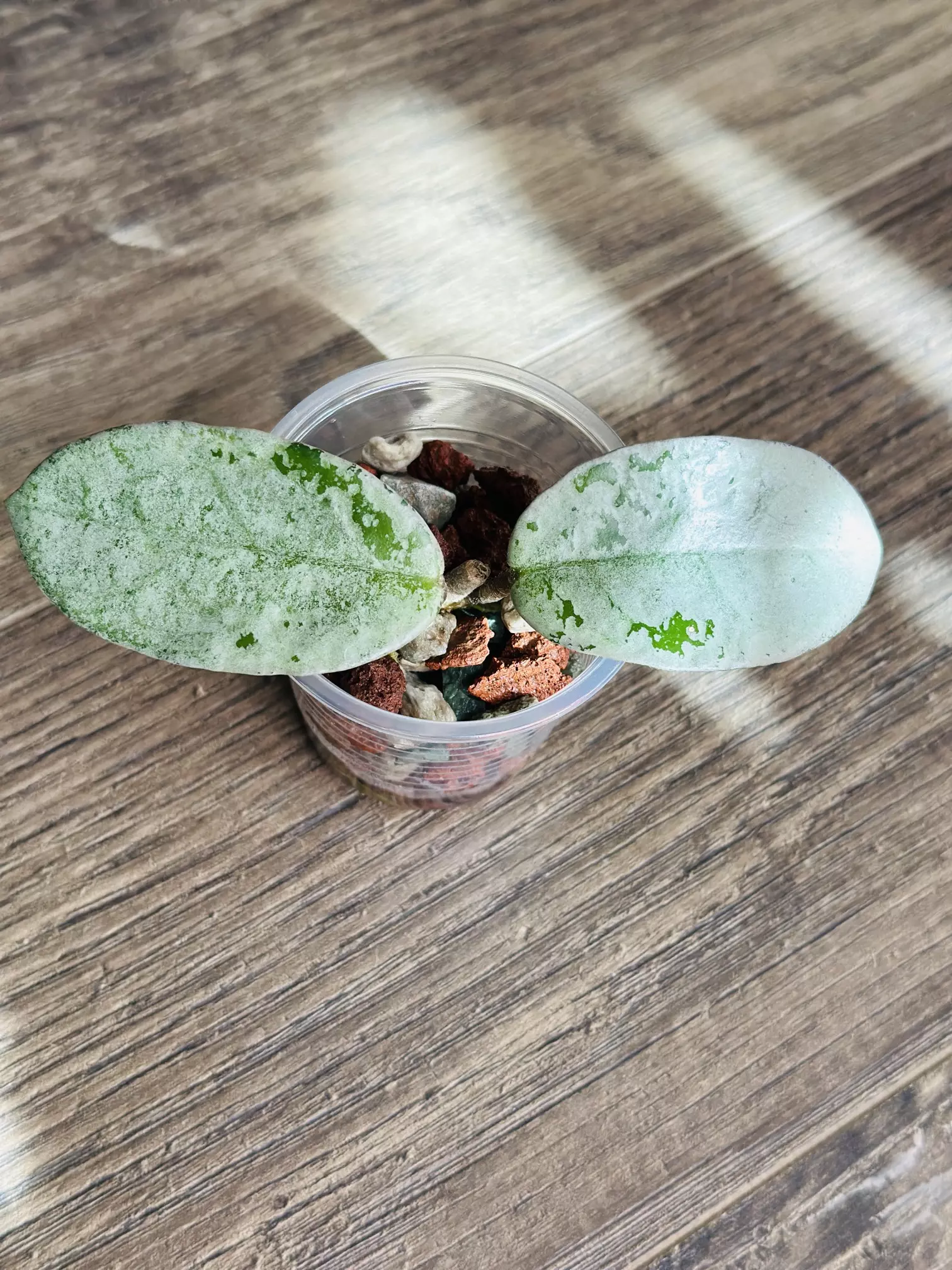 plant/Hoya Nova Ghost-0