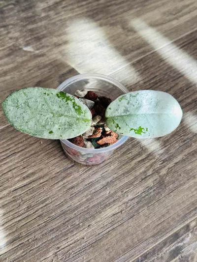 plant/Hoya Nova Ghost-0-thumbnail