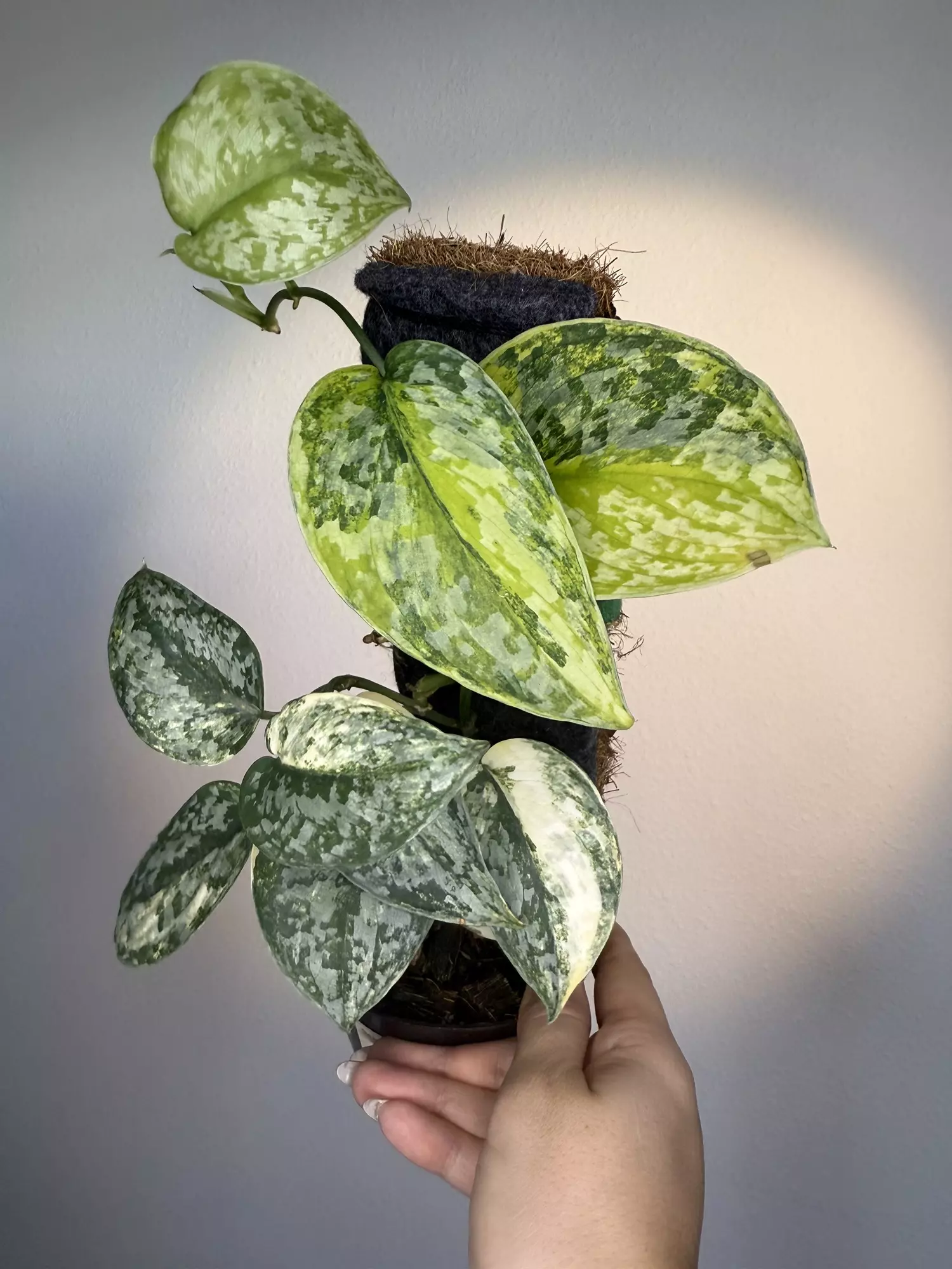 plant/Scindapsus Geulis-0