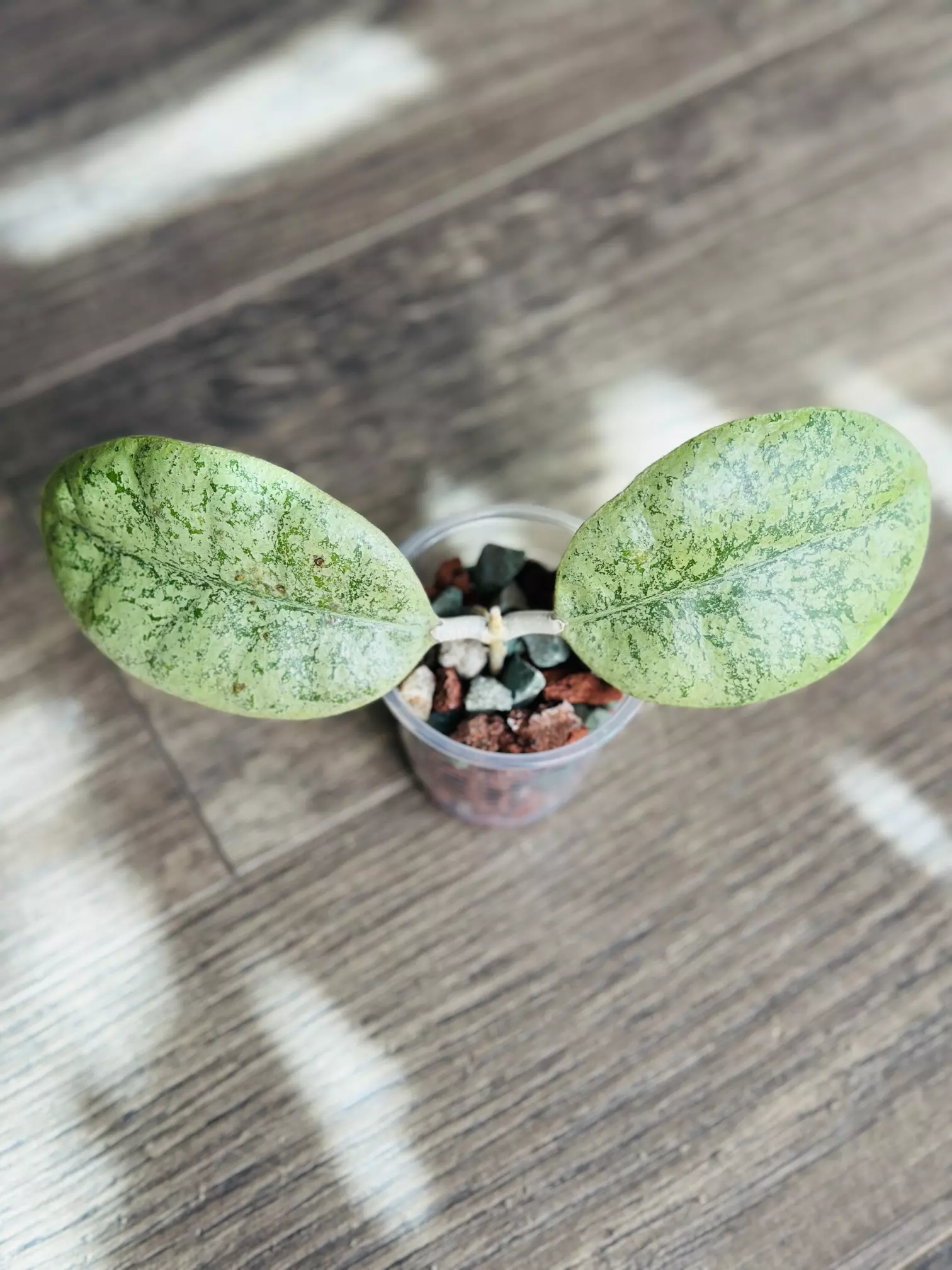 plant/🦄Hoya Forbesii Silver🦄-0