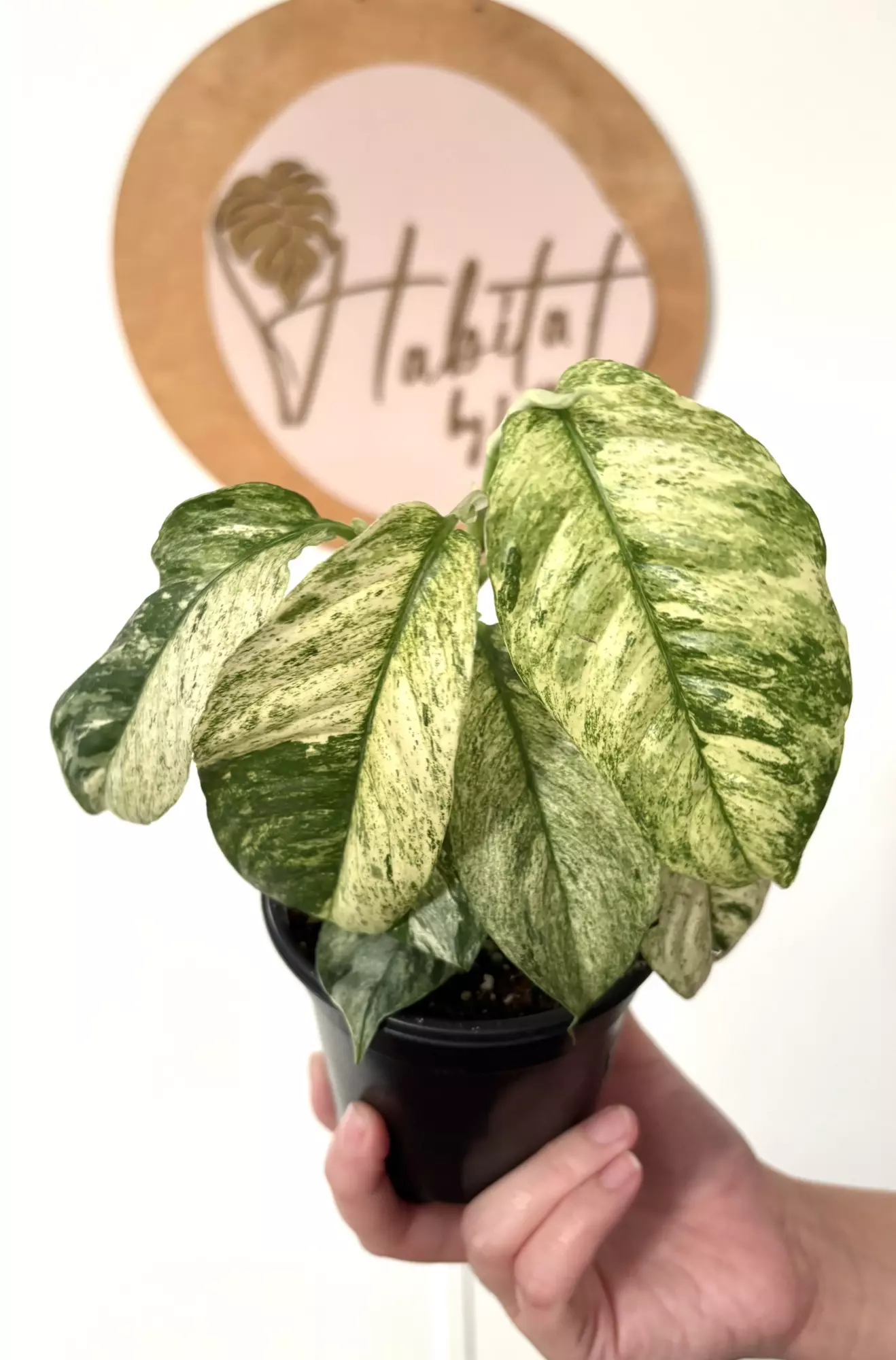 plant/#3120 Rhaphidophora puberula -0