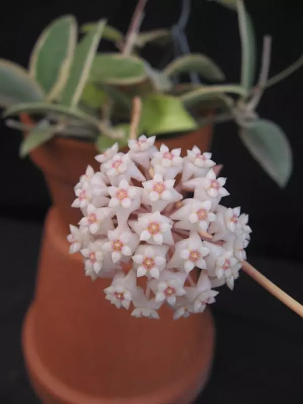 plant/Hoya verticillata outer variegated nice 4” Hanging basket (fragrant flowers and easy to grow)-1