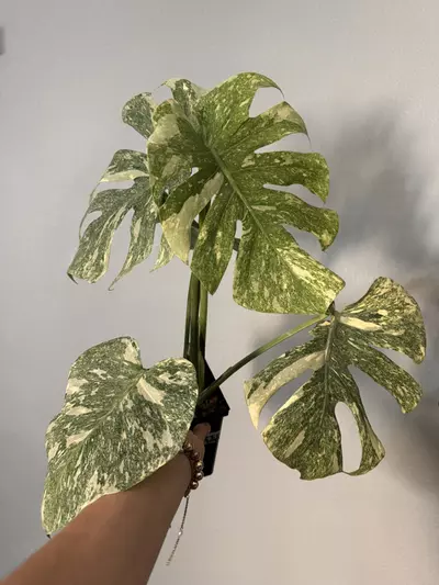 plant/Monstera green snow 6”-0-thumbnail