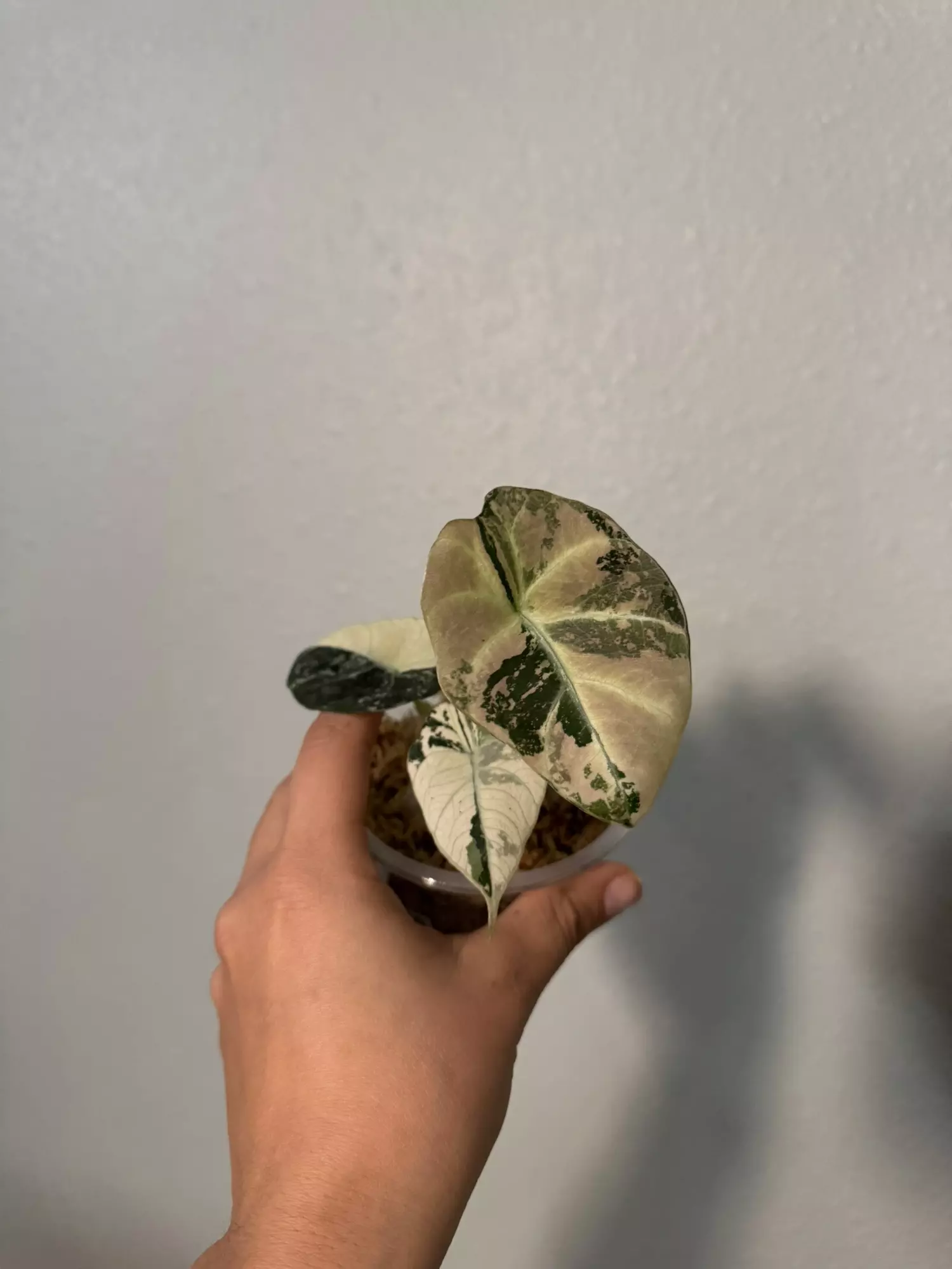 plant/Alocasia black velvet variegated 3”-0