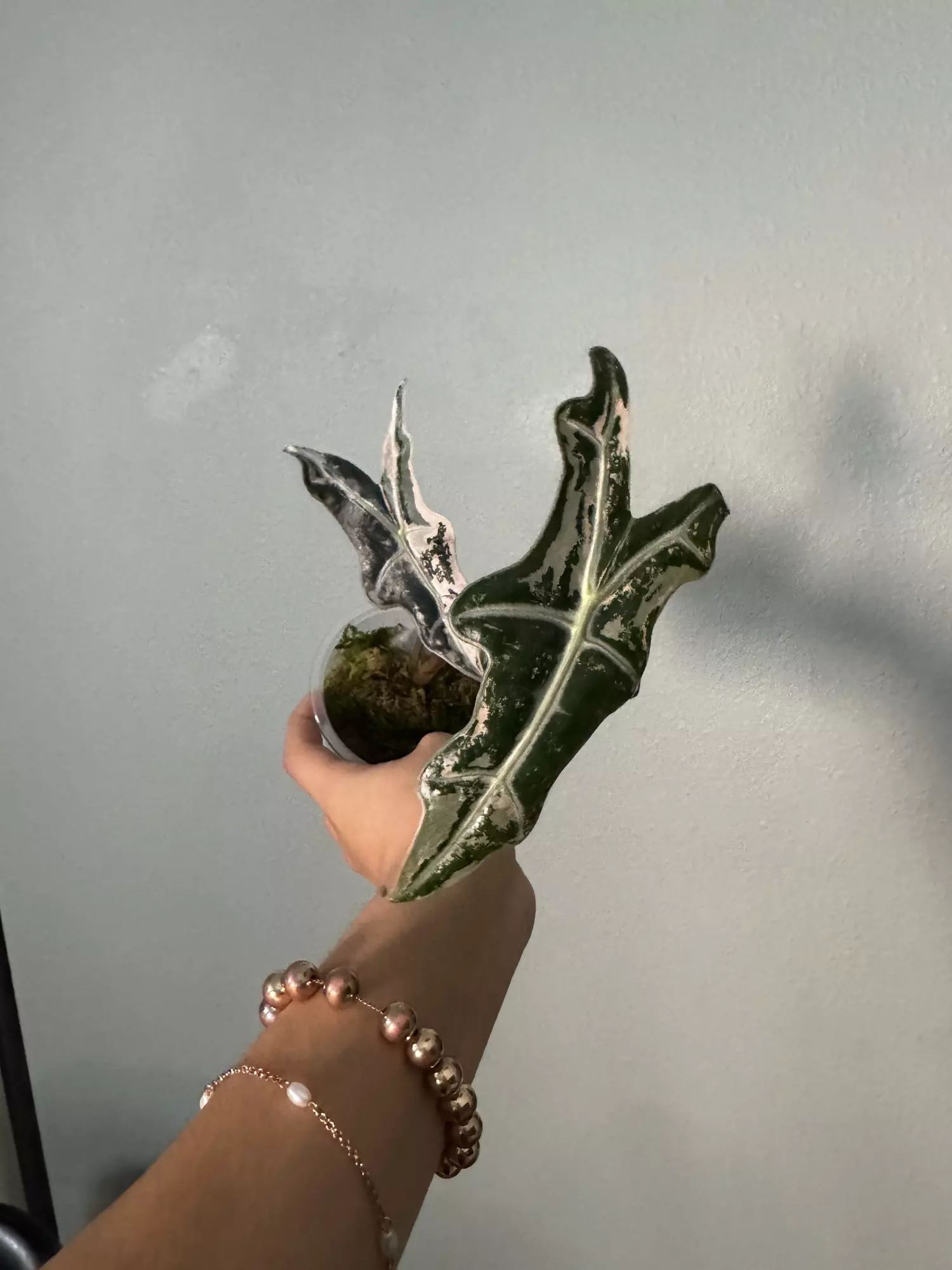 plant/Alocasia Nobilis variegated 3”-0