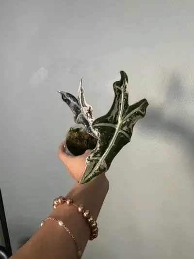 plant/Alocasia Nobilis variegated 3”-0-thumbnail