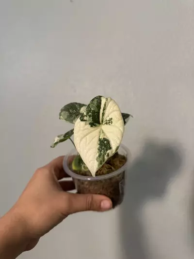 plant/Alocasia Melo albo 3”-0-thumbnail