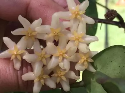 plant/Hoya minahassae IML 1863 (Pleasant mild fragrance) b-1-thumbnail