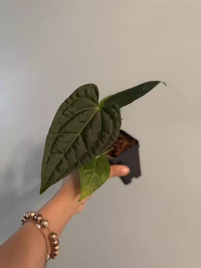 plant/Anthurium Luxurians x magnificum 3”-0-thumbnail