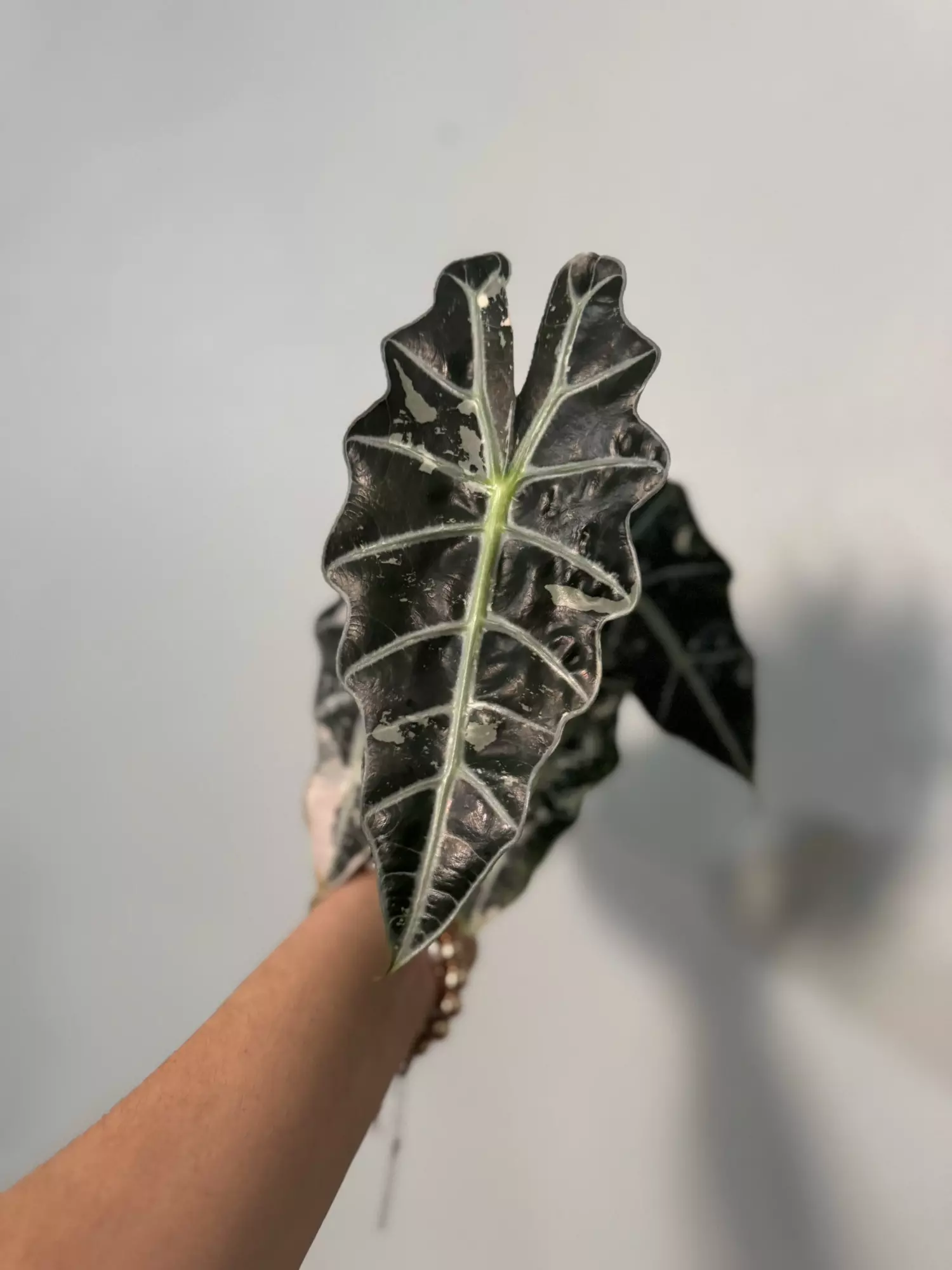 plant/Alocasia amazónica variegated 3”-0