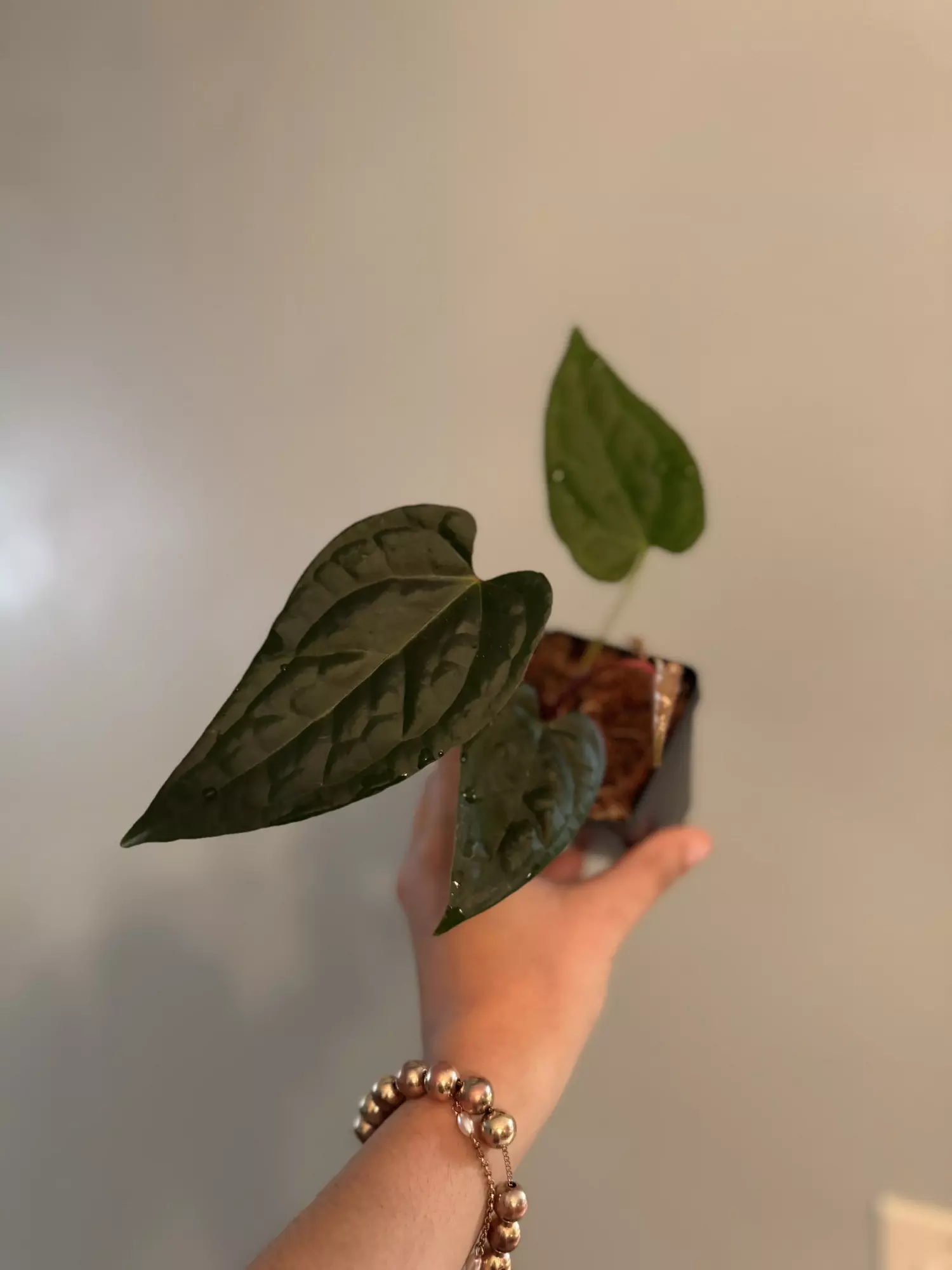 plant/Anthurium Luxurians x magnificum 3”-0