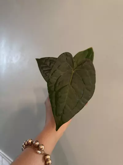 plant/Anthurium Luxurians x magnificum 3”-0-thumbnail