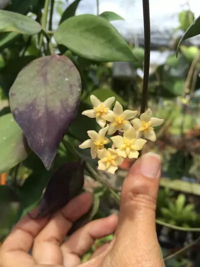 plant/Hoya minahassae IML 1863 (Pleasant mild fragrance) b-2-thumbnail