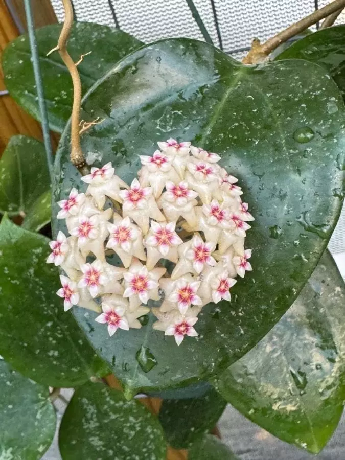 plant/Hoya verticillata Dai Tung (very easy and fragrant)-1