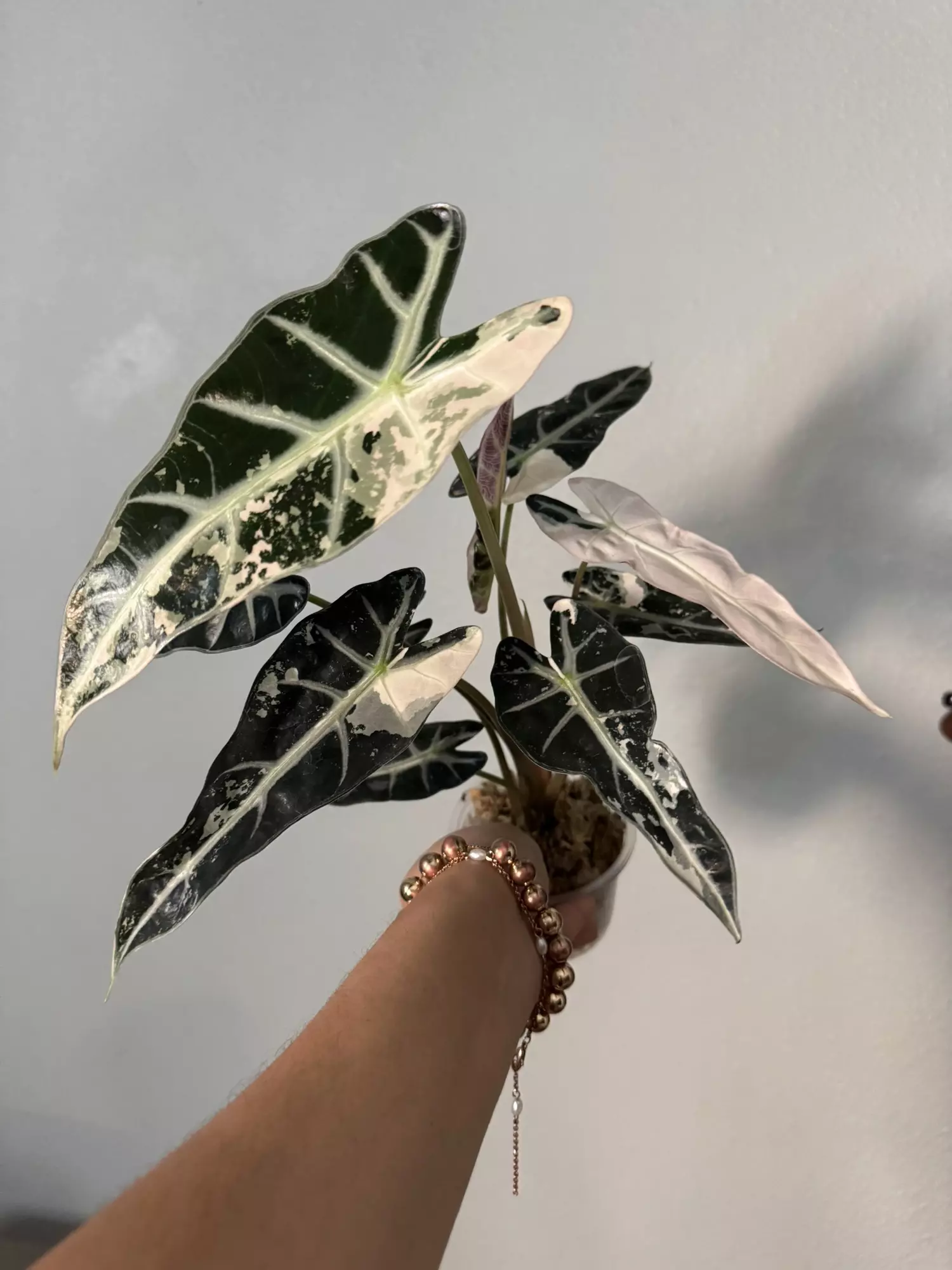 plant/Alocasia bambino variegated 3”-0