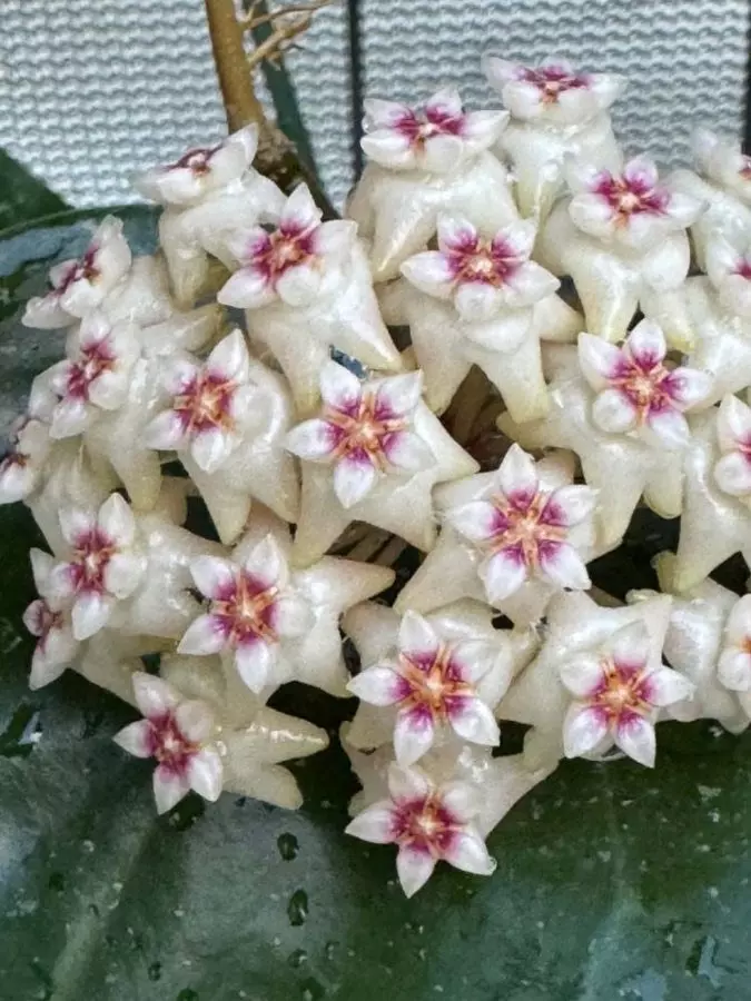 plant/Hoya verticillata Dai Tung (very easy and fragrant)-2