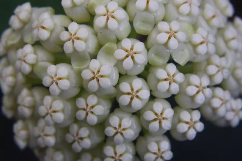 plant/Hoya subquintuplinervis X unknown (fka pachyclada)-1