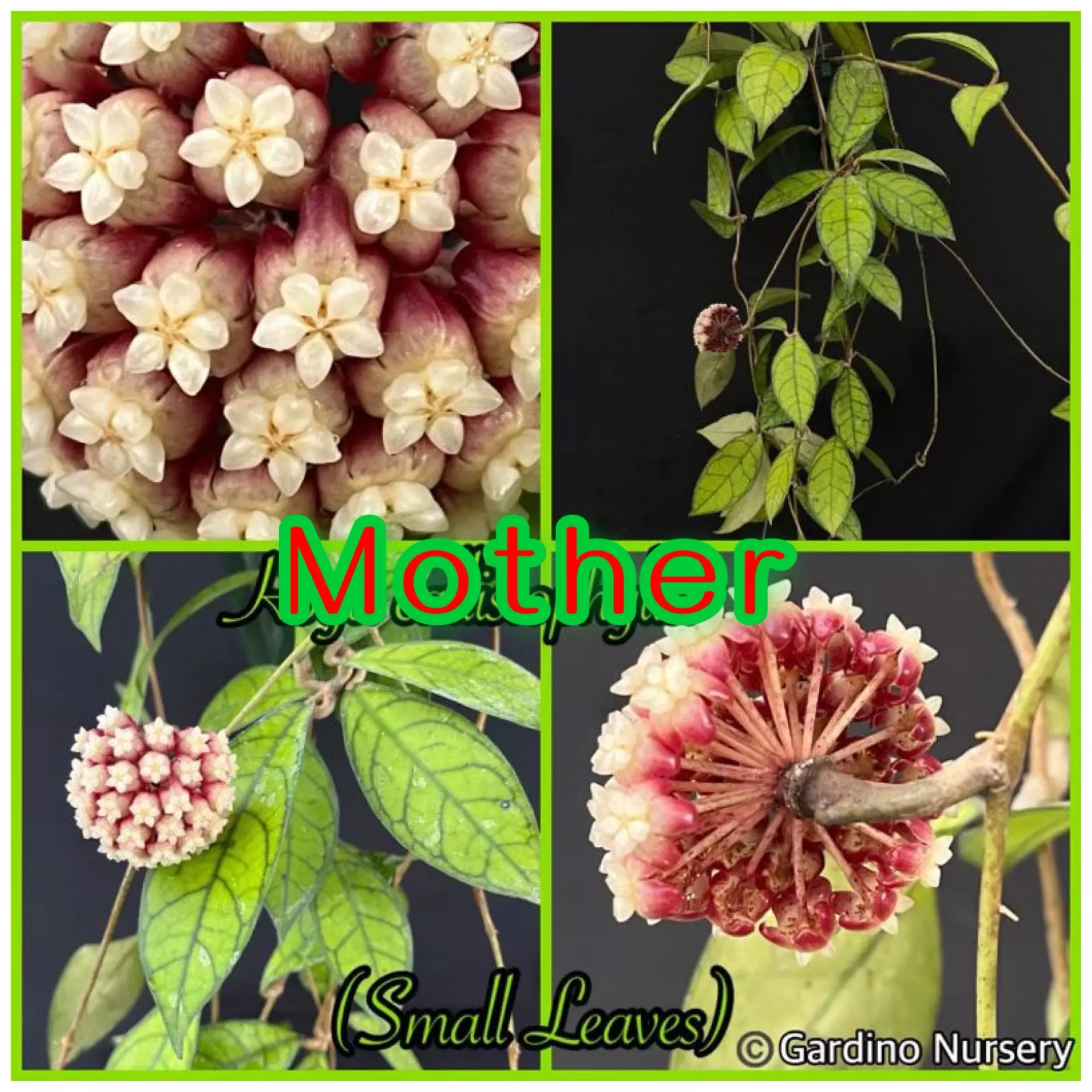 plant/Hoya callistophylla (small leaves) x unknown c (OP GN seedling)-1