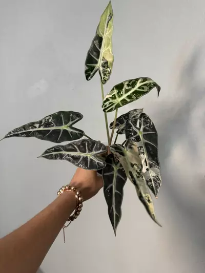 plant/Alocasia bambino variegated 3”-0-thumbnail