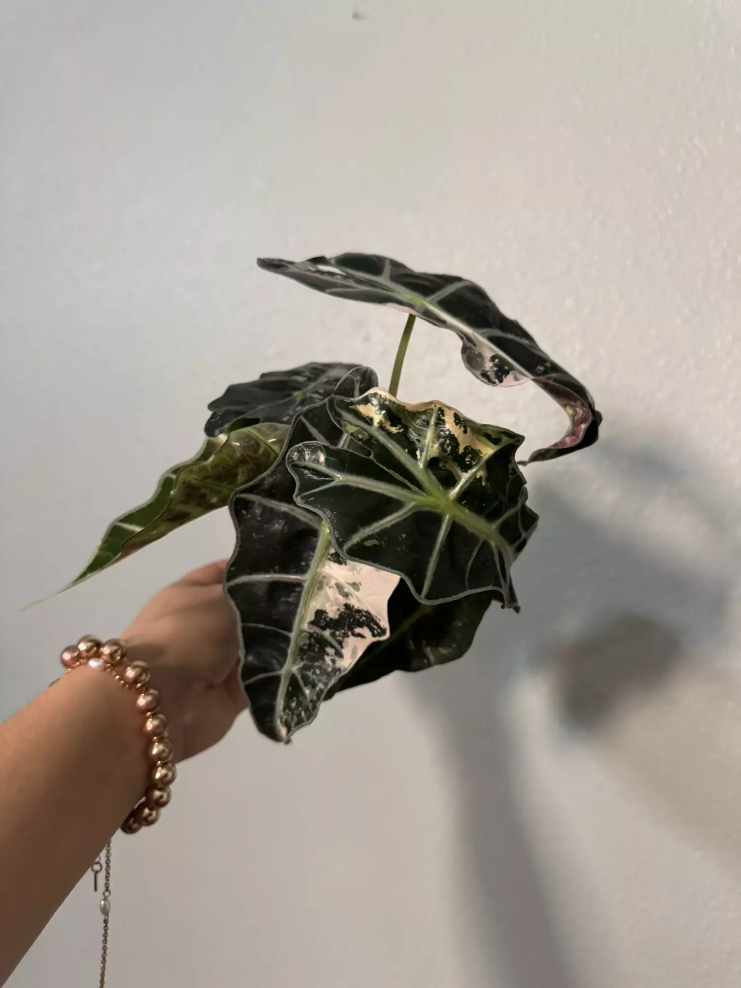 plant/Alocasia amazónica Polly 3”-0