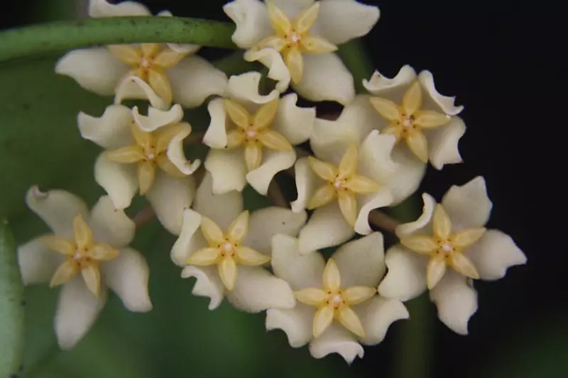 plant/Hoya minahassae IML 1863 (Pleasant mild fragrance) b-3