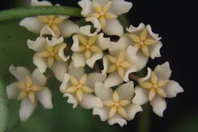 plant/Hoya minahassae IML 1863 (Pleasant mild fragrance) b-3-thumbnail