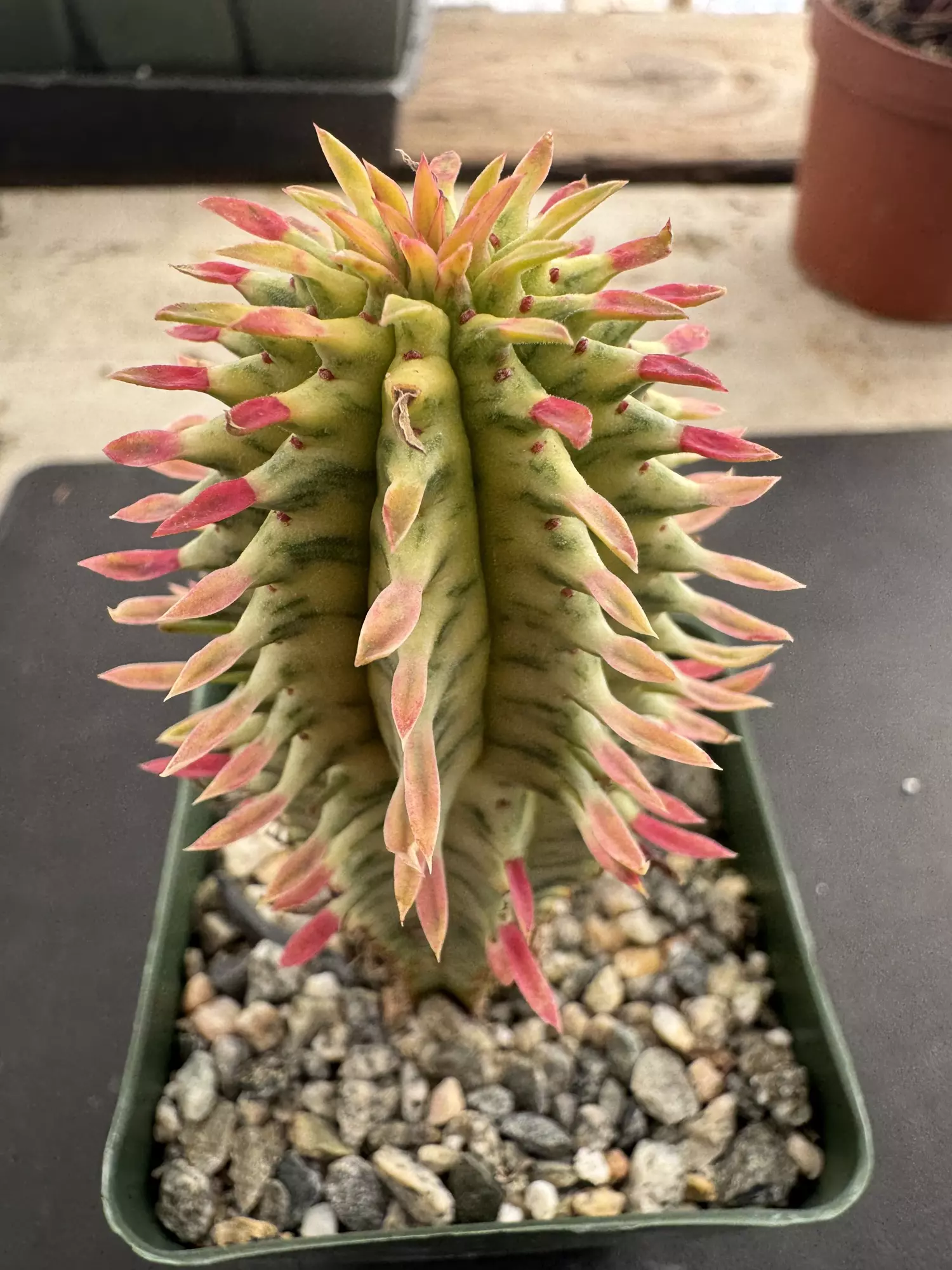 plant/4’ Variegated euphorbia mammillaris corn cob-1