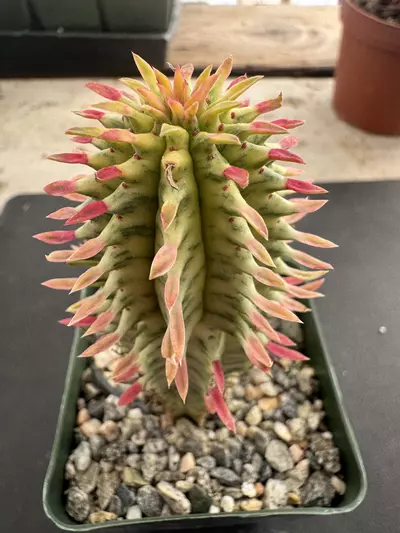 plant/4’ Variegated euphorbia mammillaris corn cob-1-thumbnail