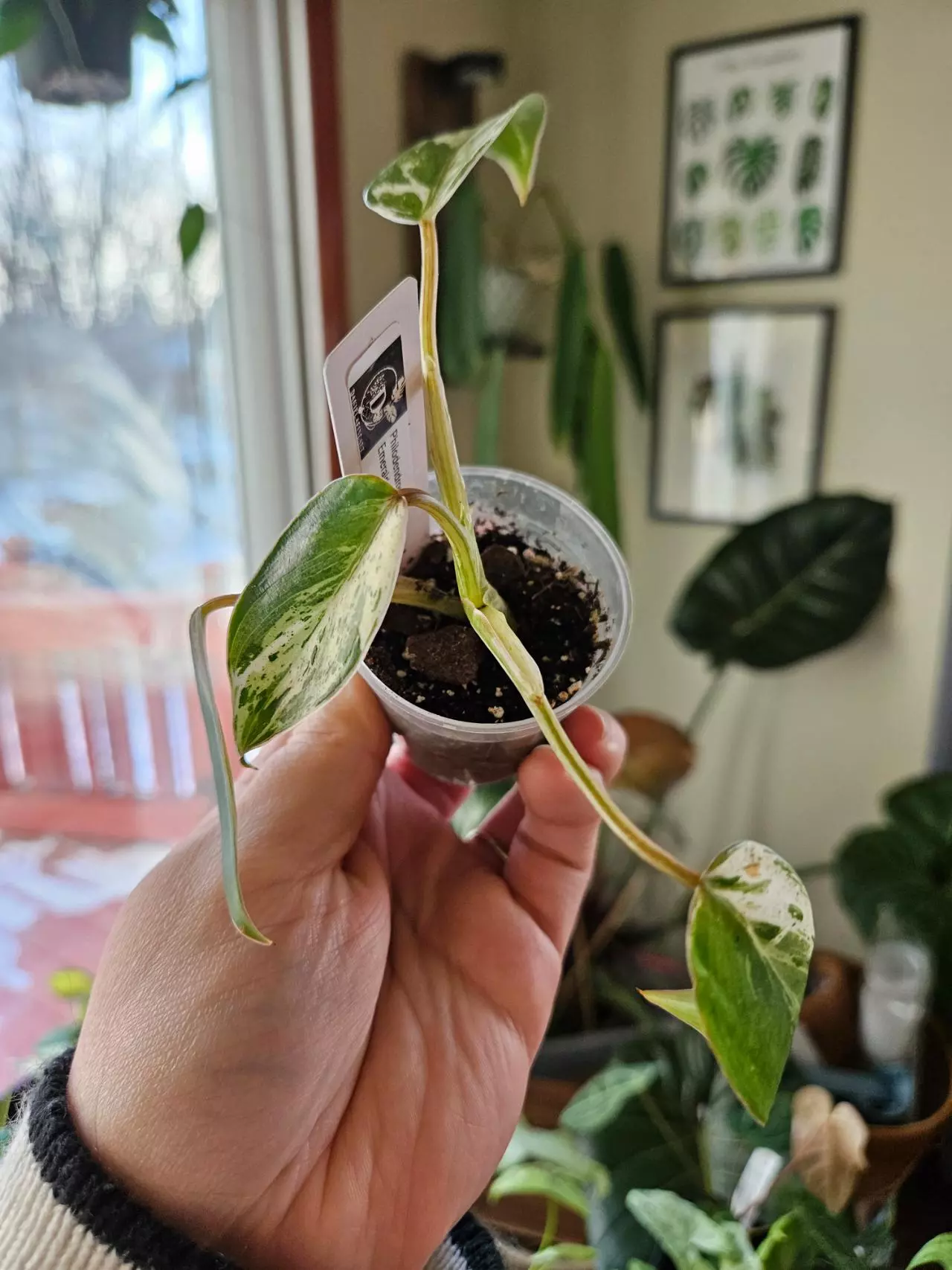 plant/Philodendron emerald king-1