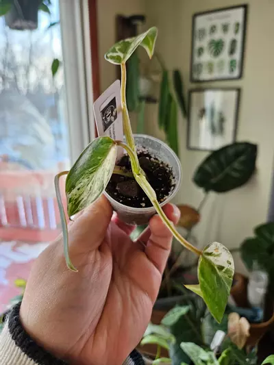 plant/Philodendron emerald king-1-thumbnail