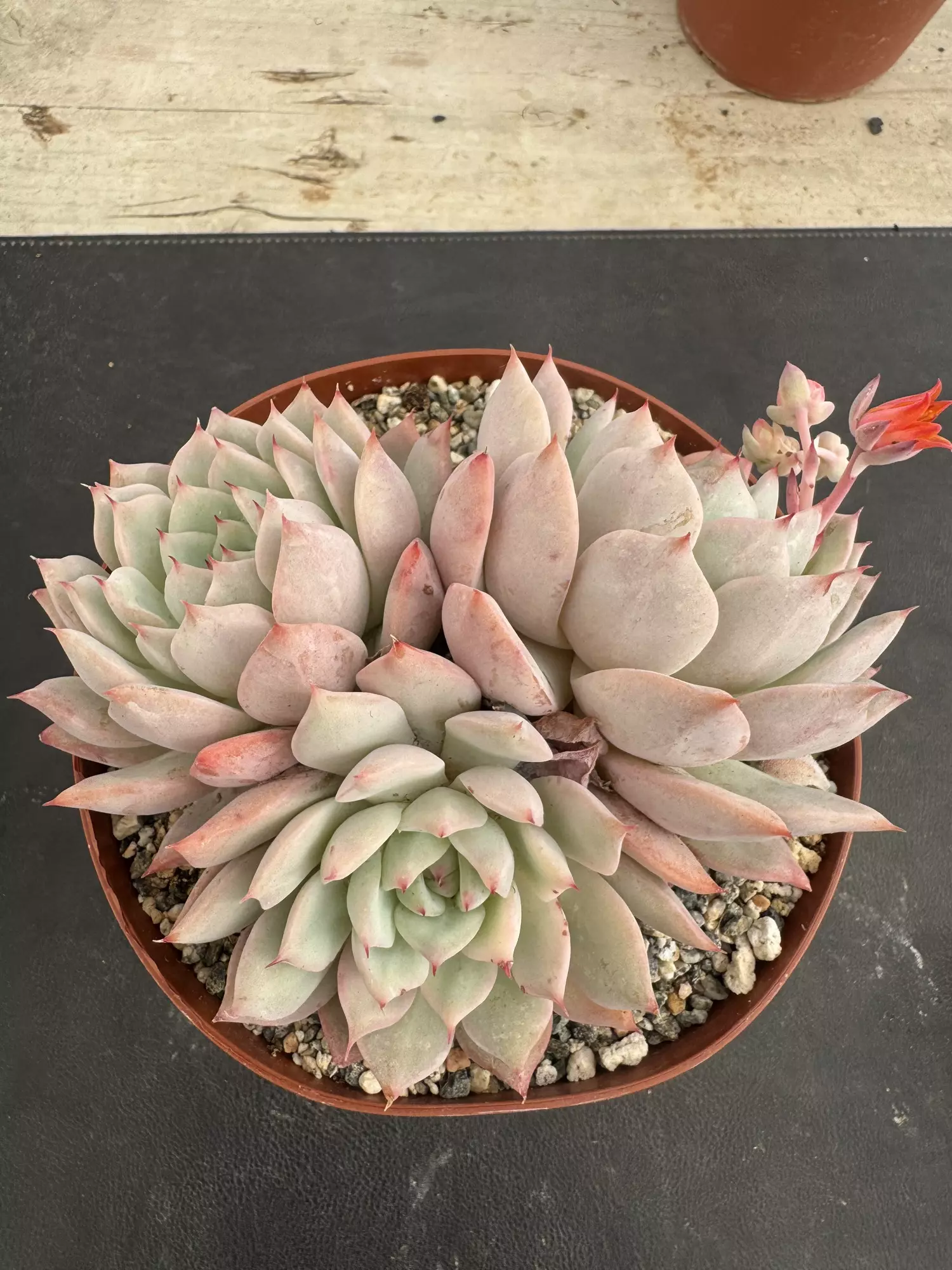 plant/6’ E Kirki-2