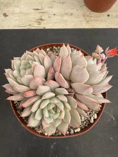 plant/6’ E Kirki-2-thumbnail