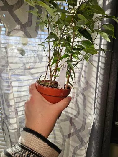 plant/Ficus benjamina Anastasia [aurea verigation]-2-thumbnail