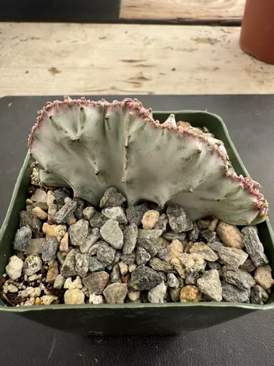 plant/4’ Euphorbia lactea ghost crest-1-thumbnail