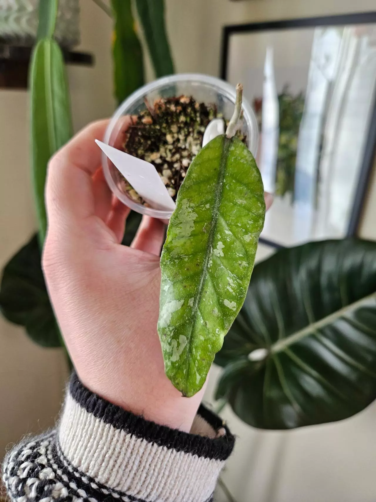 plant/Aceh gaylo lues STEAL -0