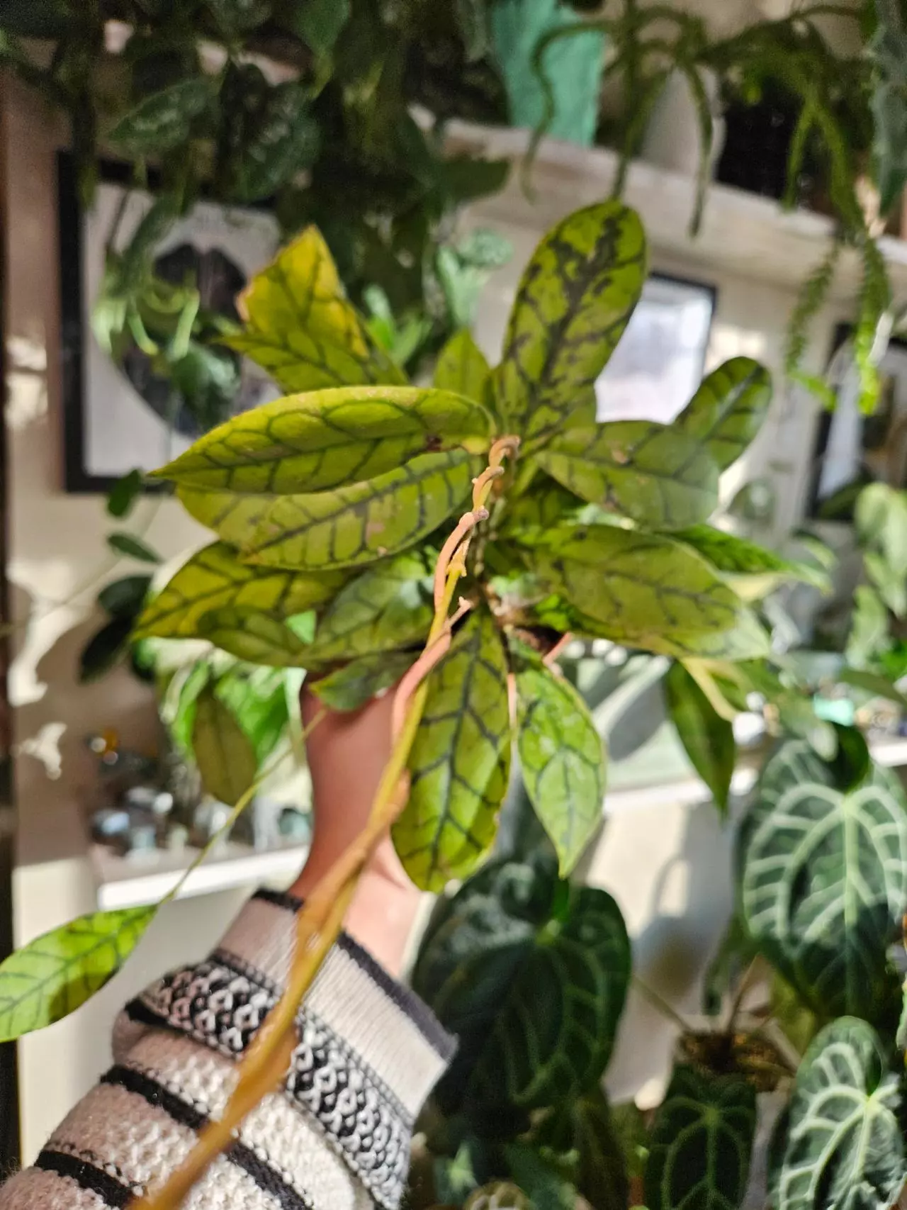 plant/Hoya callistophyla black cat-3