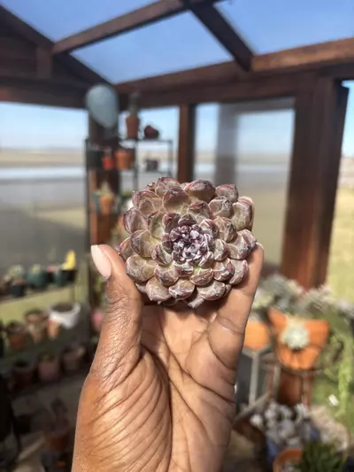 plant/Eceheveria gemstone -0-thumbnail
