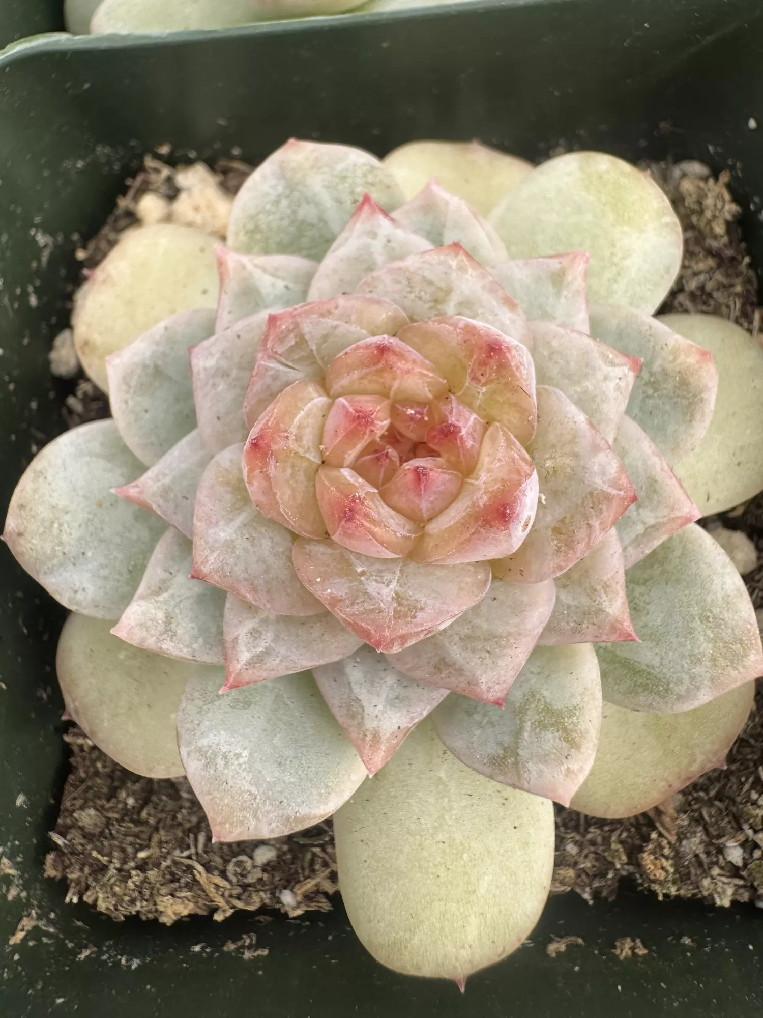 plant/4’ E blosho-0