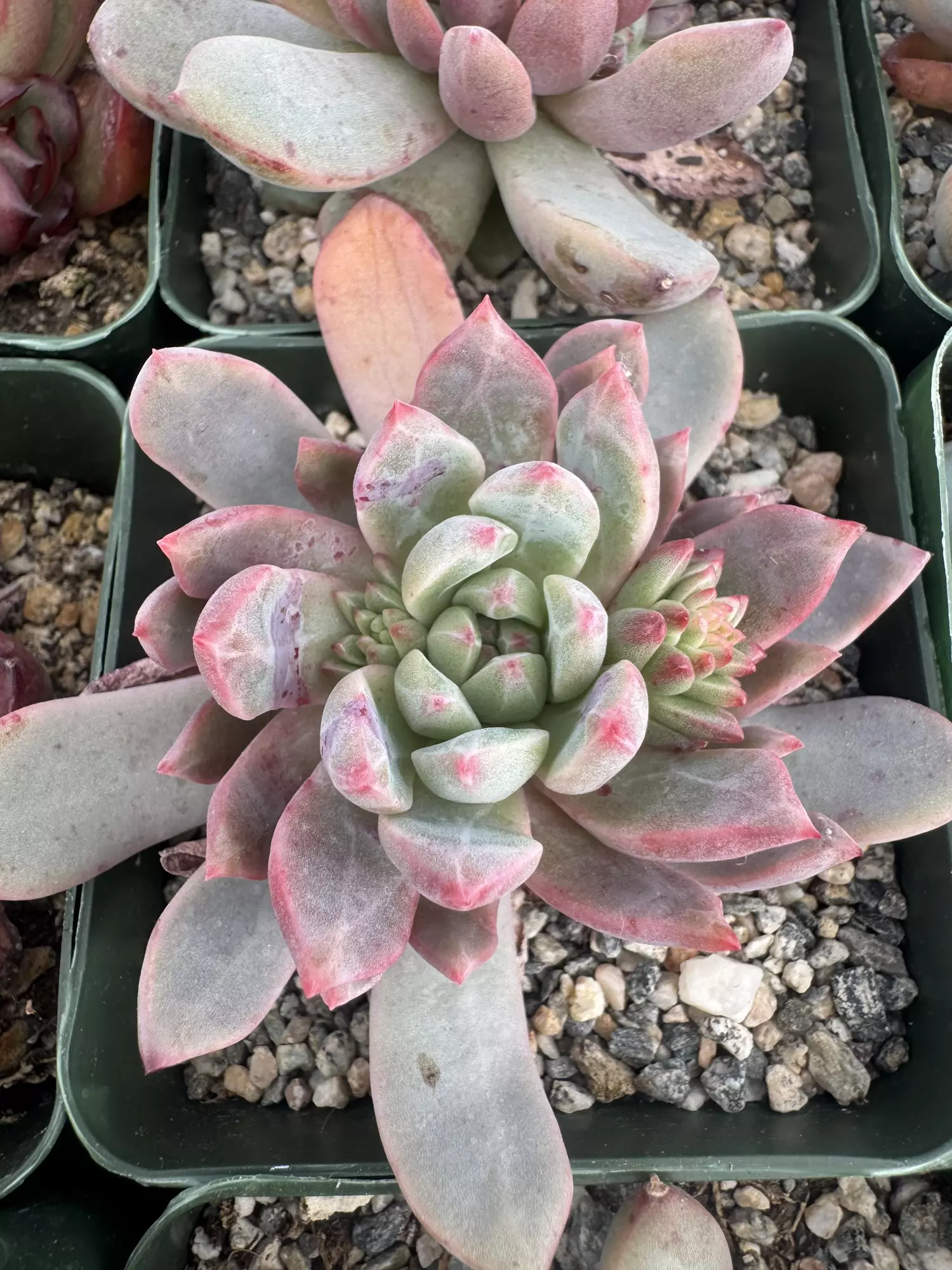 plant/4’ E hybird-0